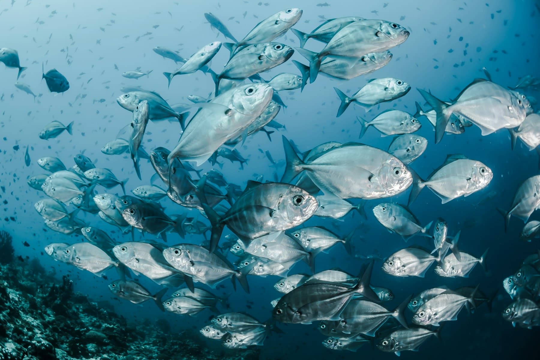 Lodge case, The Galápagos Question: Cruise