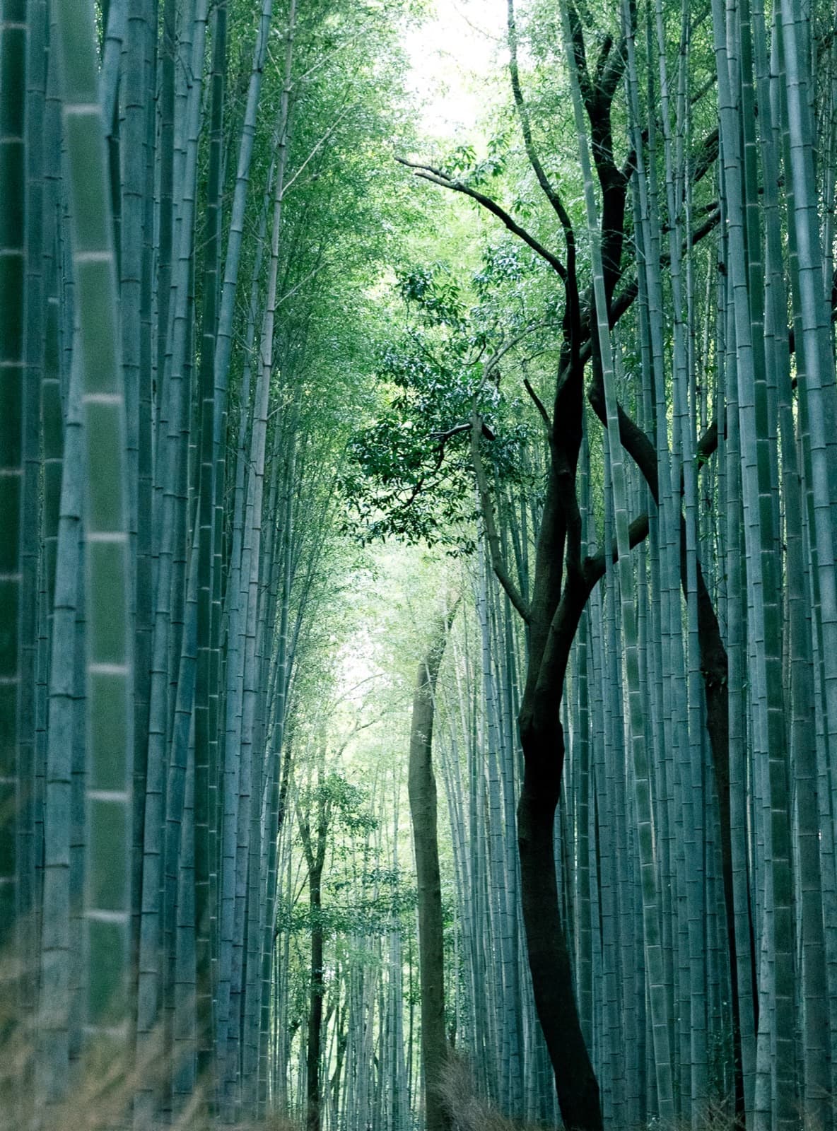 Tall bamboo stalks in the Arashiyama grove, Kyoto