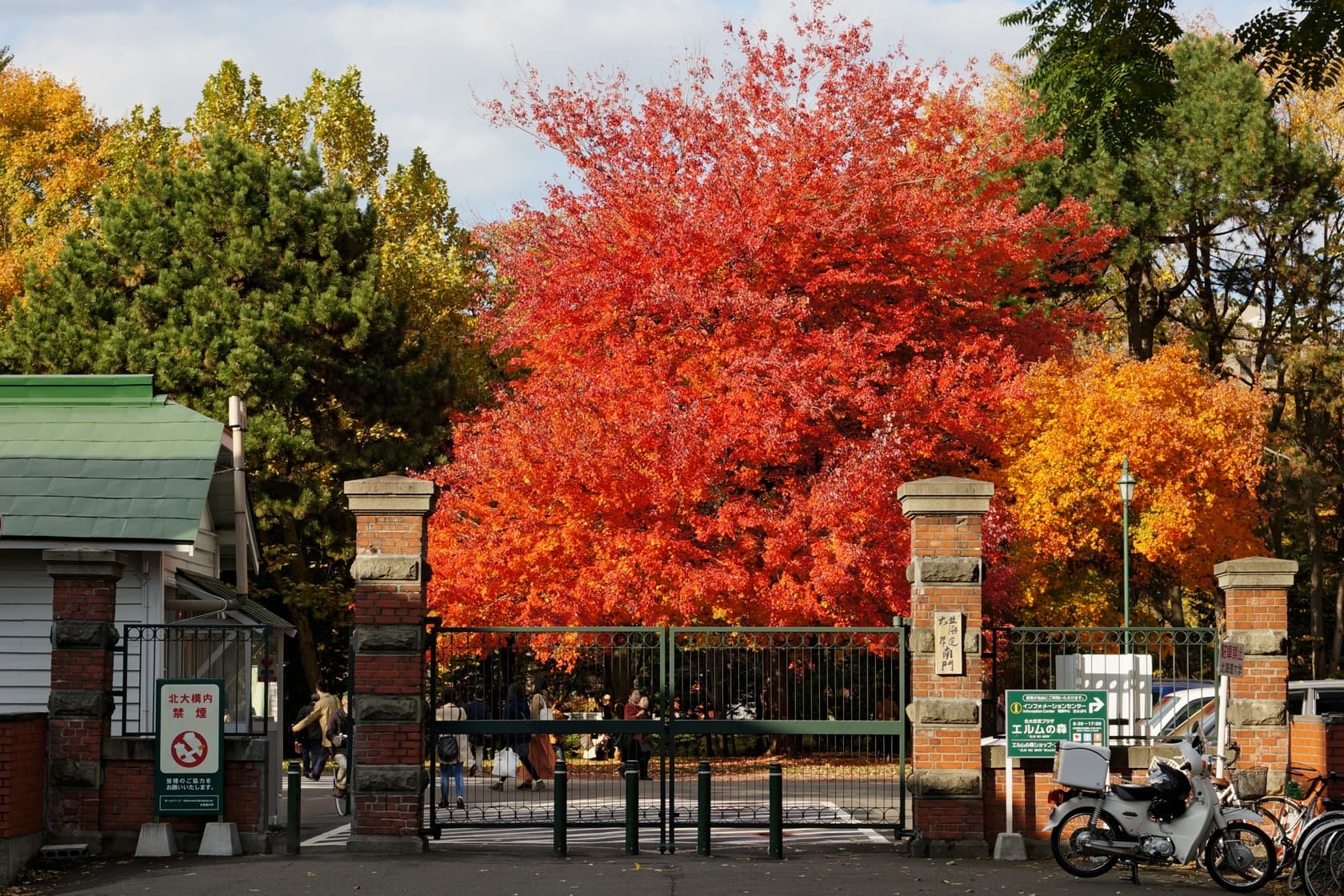 A red maple in full autumn color behind the brick-and-iron gate at Hokkaido University in Sapporo