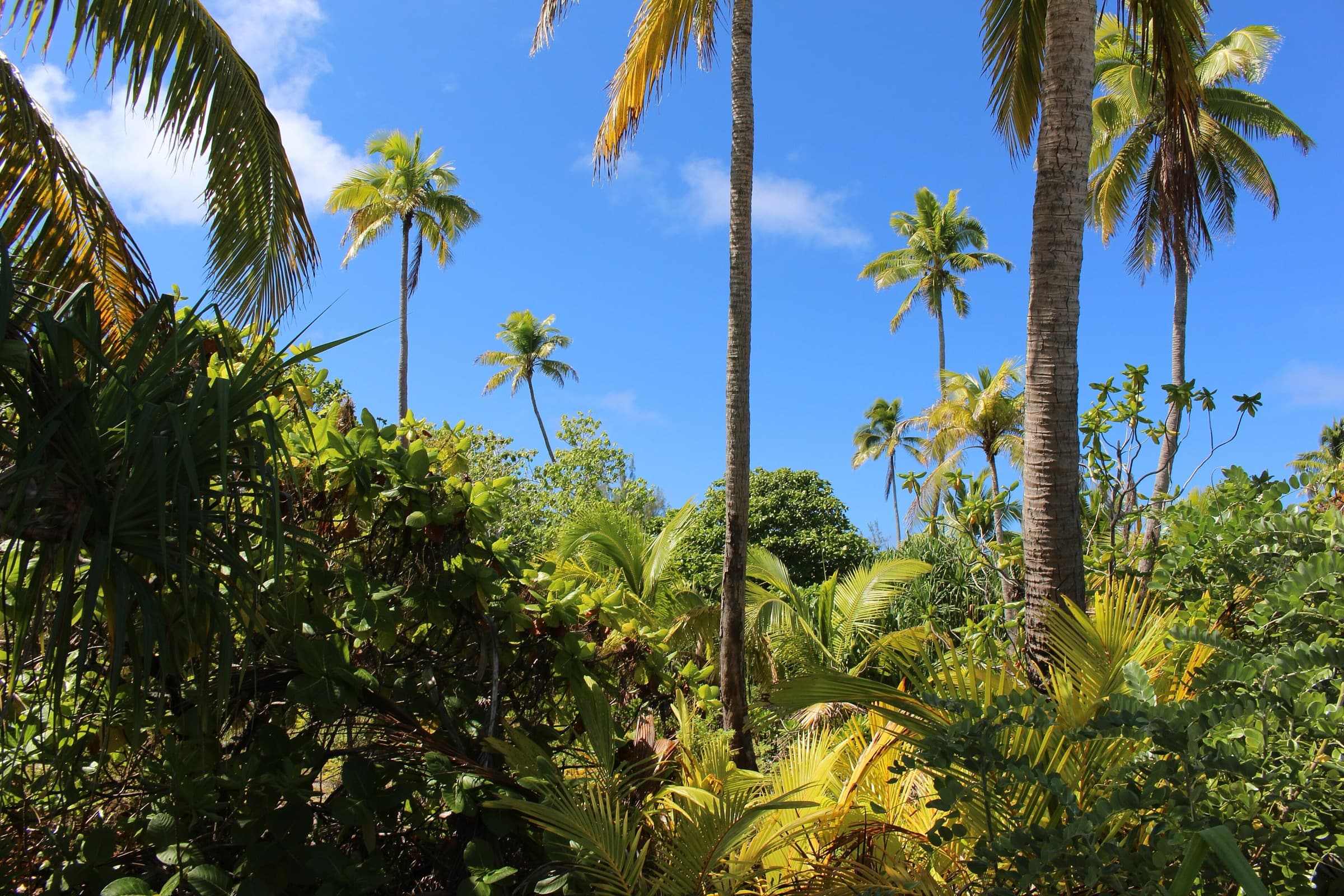 White sand and turquoise water at One Foot Island, Aitutaki