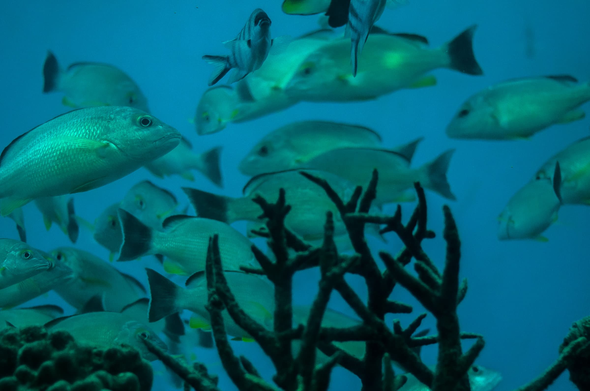 School of fish over coral reef waters off Guam