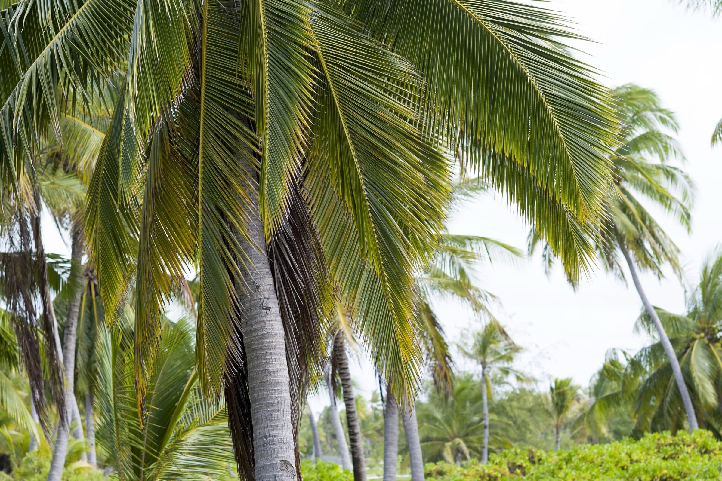 Coconut palms on Kiritimati (Christmas Island), Kiribati