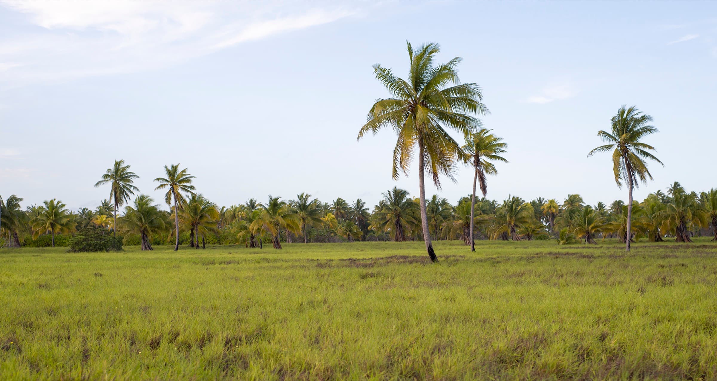 Grassland and coconut palms on Kiritimati, Kiribati