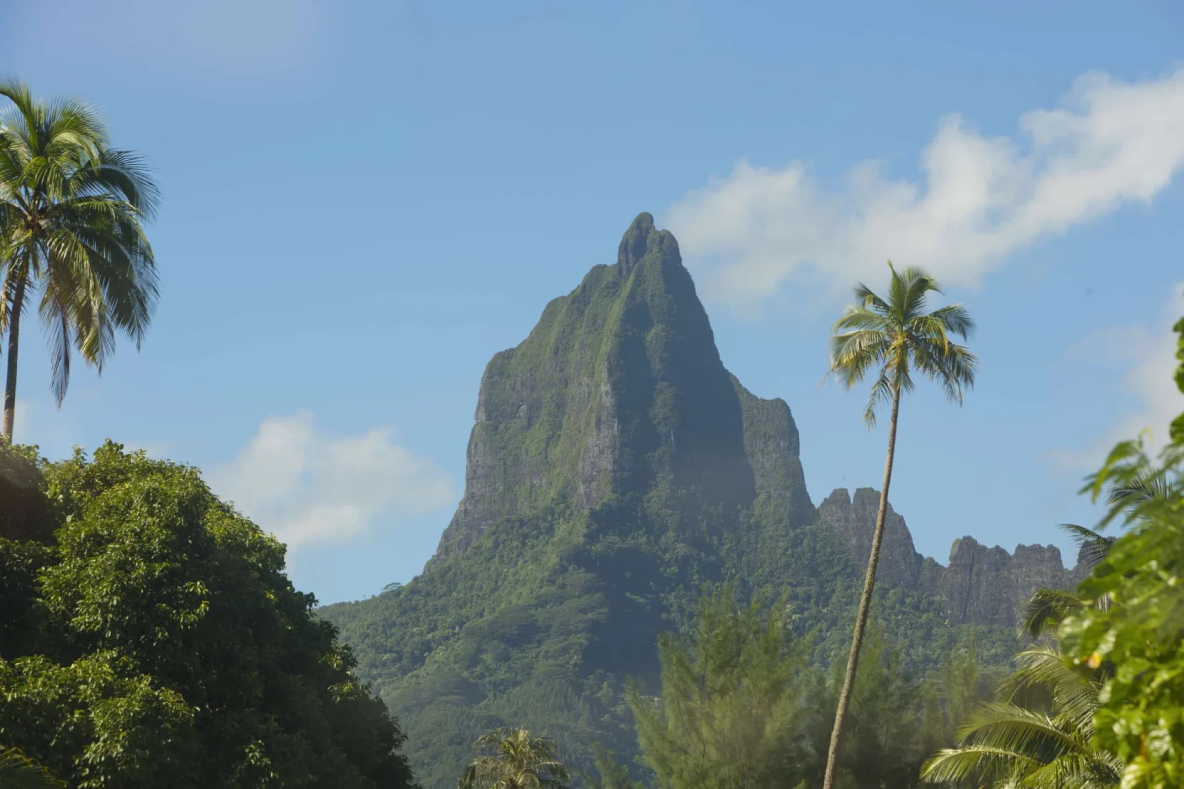 Volcanic peak framed by palms on Moorea, French Polynesia
