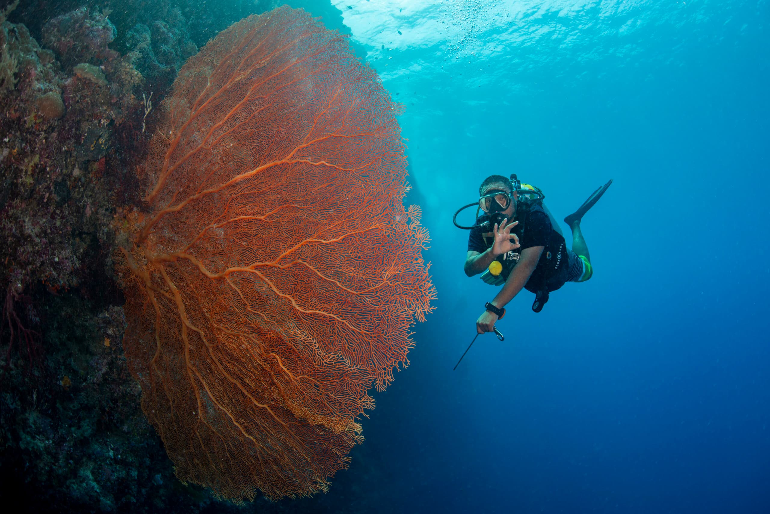 Scuba diver beside a large sea fan on a Palau reef wall
