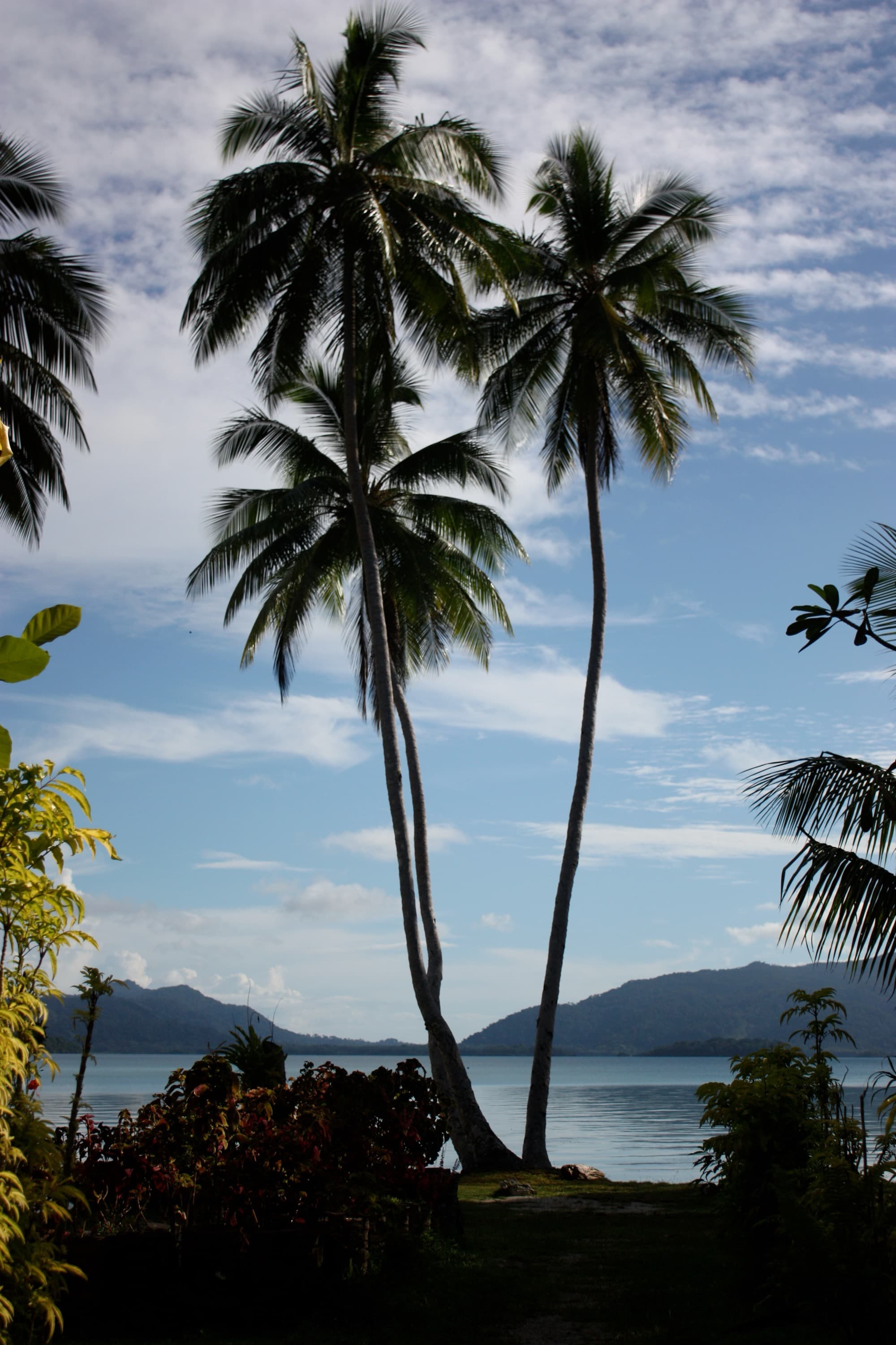 Palm tree at Marovo Lagoon, Solomon Islands