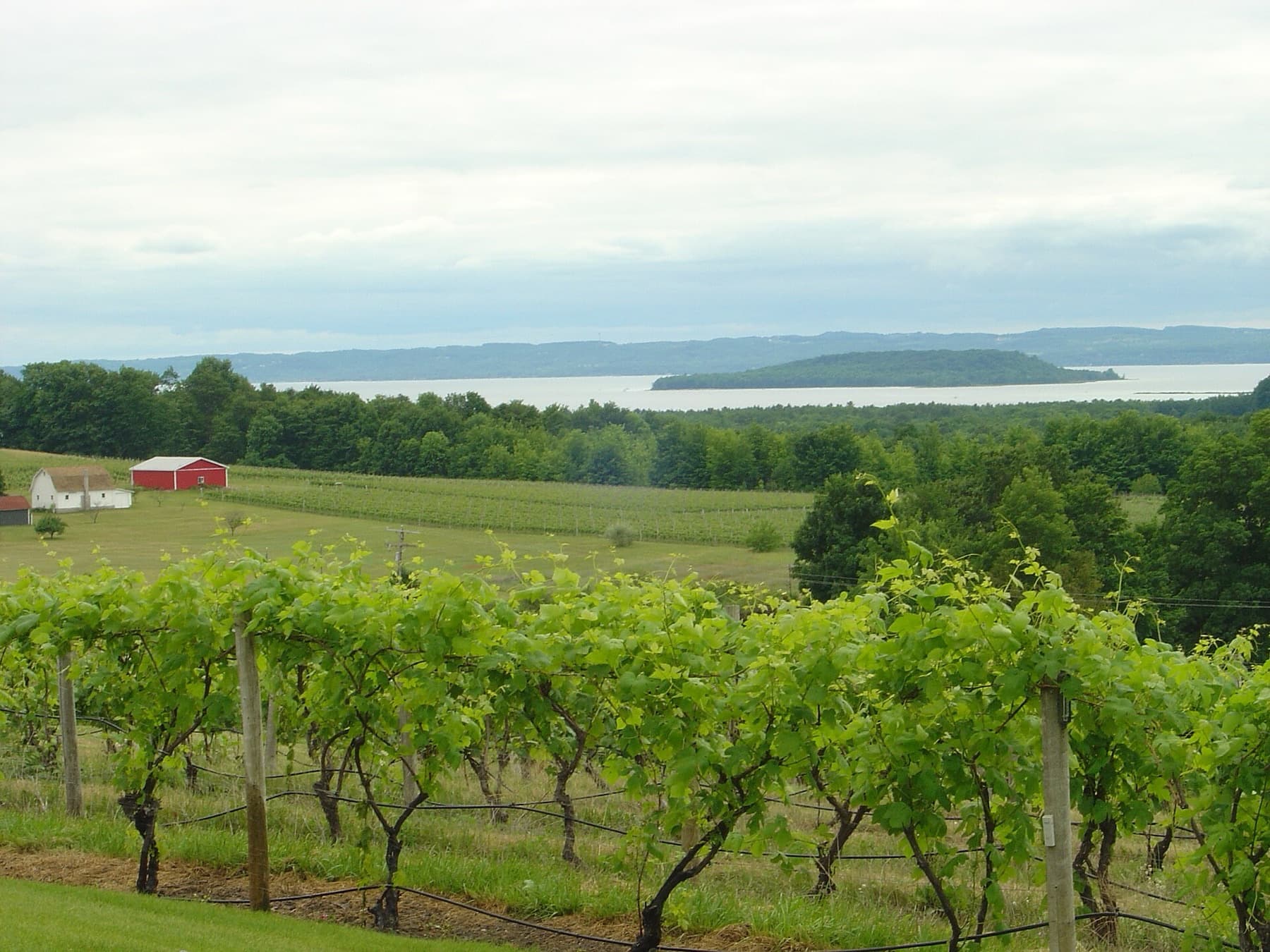 Rolling vineyards and orchards on Old Mission Peninsula