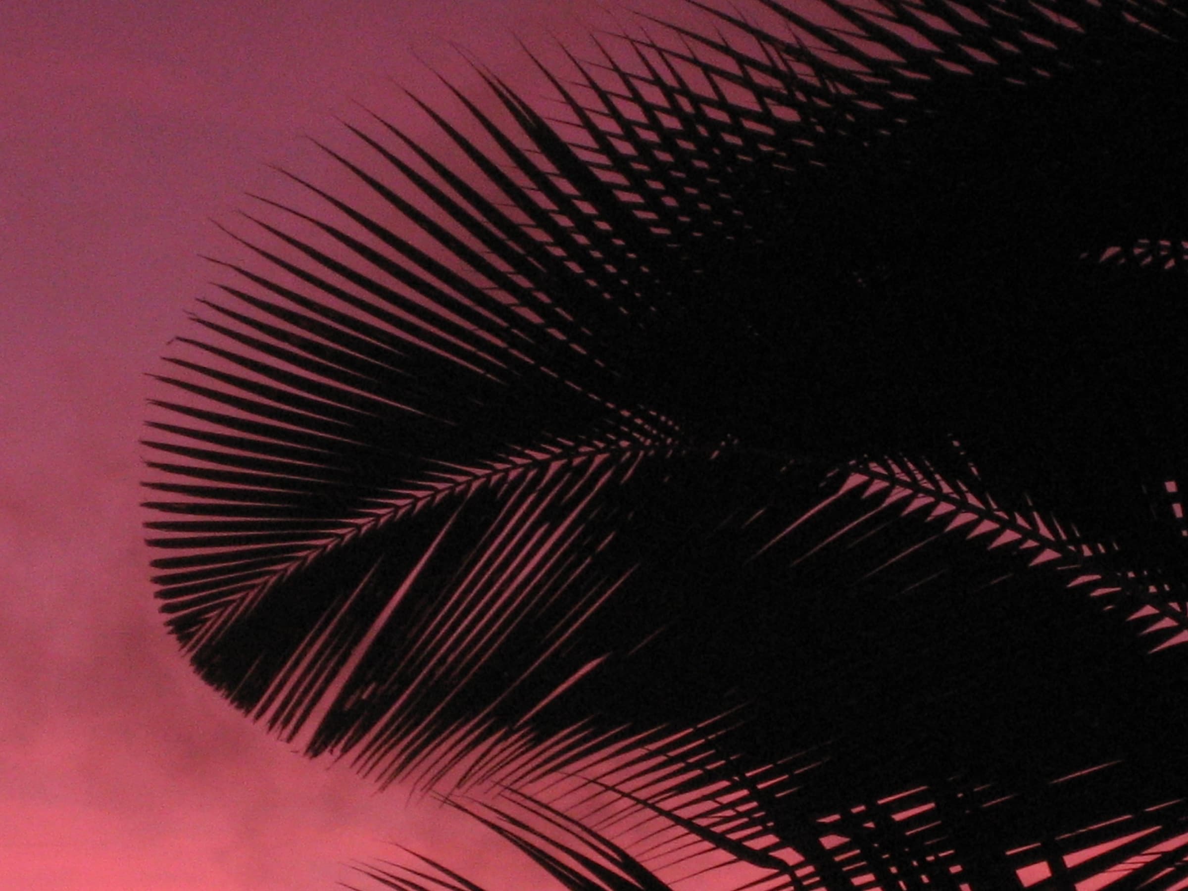 Coconut palm over Neiafu harbour, Vavaʻu, Tonga